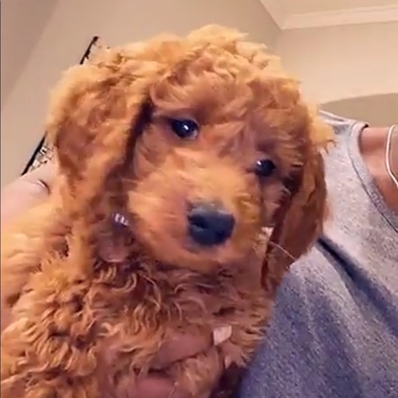 Meet your Posher, Dominique - Picture 1 of 1